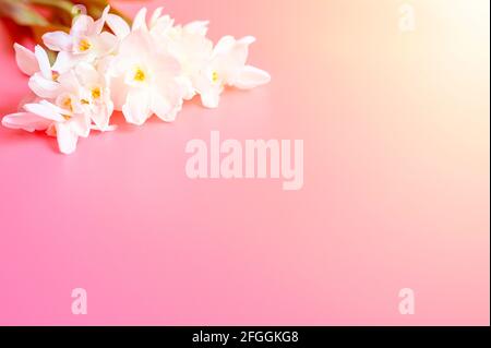 Ein Blumenstrauß narzisses weiße Farbe in voller Blüte auf einem rosa Hintergrund mit Platz für Text. Flare Stockfoto