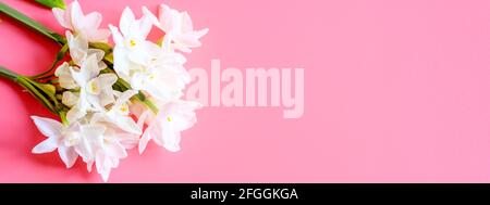 Ein Blumenstrauß erinnert an weiße Farbe in voller Blüte auf einem rosa Hintergrund mit Platz für Text. Banner Stockfoto