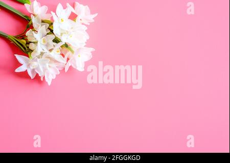 Ein Blumenstrauß erinnert an die weiße Farbe in voller Blüte Auf einem rosa Hintergrund mit Platz für Text Stockfoto