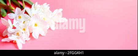 Ein Blumenstrauß erinnert an weiße Farbe in voller Blüte auf einem rosa Hintergrund mit Platz für Text. Banner Stockfoto