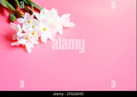 Ein Blumenstrauß erinnert an die weiße Farbe in voller Blüte Auf einem rosa Hintergrund mit Platz für Text Stockfoto