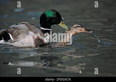 Mallard-Paarung Anas platyrhynchos Sussex, Großbritannien BI003688 Stockfoto