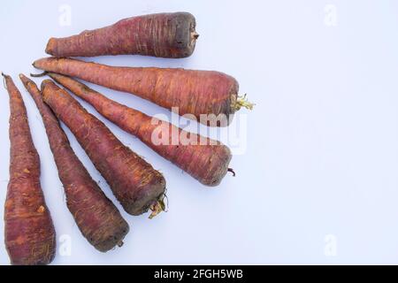 Dunkelfarbige Karotten. Frischer Bio-Bauernhof frisch gezupfte Karotten. Dunkelrosa oder rot. Braune schwarze Karotten aus Asien. Auf weißem Hintergrund. Stockfoto