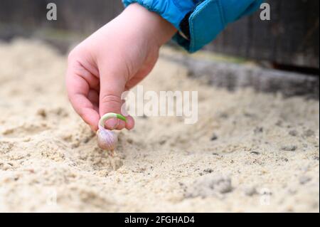 Ein Kind pflanzte von Hand einen gekeimten Knoblauchsamen ein Ein Gartenbett mit Sand im Frühling Stockfoto