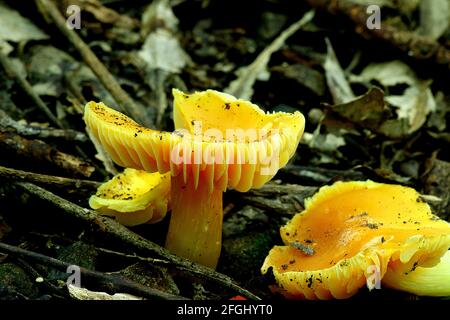 Gelber Kiemenpilz (Hygrocybe aurantiosplendens) Stockfoto