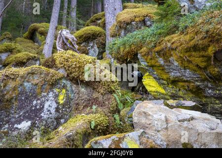 Wandern rund um den Piburger See, Otztal, Tirol Stockfoto