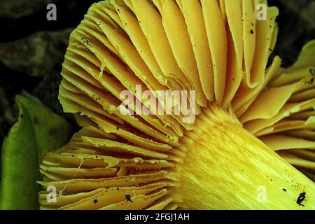 Gelber Kiemenpilz (Hygrocybe aurantiosplendens) Stockfoto