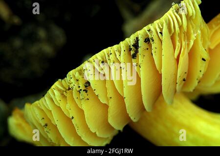 Gelber Kiemenpilz (Hygrocybe aurantiosplendens) Stockfoto