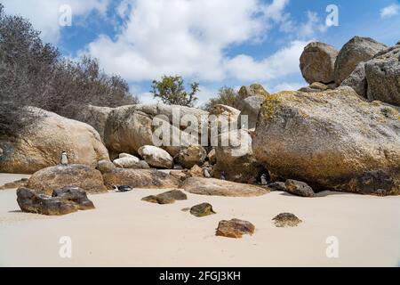 Afrikanischer Pinguin auf Felsen am Boulders Beach in der Nähe von Simons Town auf der Kap-Halbinsel, Südafrika, Kolonien von Afrikanischen Pinguinen Stockfoto