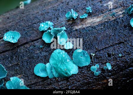 Blauer Fleckpilz (Chlorociboria aeruginascens) Stockfoto