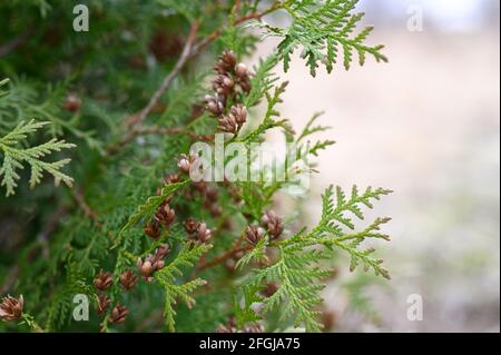 Reife Zapfen orientalischen Arborvitae und Laub Thuja. Nahaufnahme der hellgrünen Textur der Thuja Blätter mit braunen Samenkegel Stockfoto