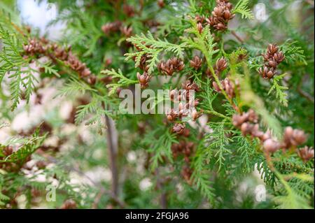 Reife Zapfen orientalischen Arborvitae und Laub Thuja. Nahaufnahme der hellgrünen Textur der Thuja Blätter mit braunen Samenkegel Stockfoto