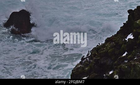 Blick auf dickschnabelige Murre-Vögel (auch Brünnichs Guillemot, uria lomvia), die auf vulkanischen Felsklippen an der steilen Küste von Svörtuloft, Island, sitzen. Stockfoto