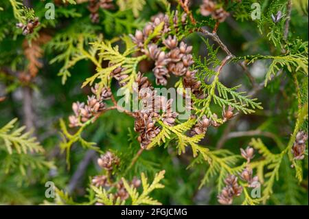 Reife Zapfen orientalischen Arborvitae und Laub Thuja. Nahaufnahme der hellgrünen Textur der Thuja Blätter mit braunen Samenkegel Stockfoto