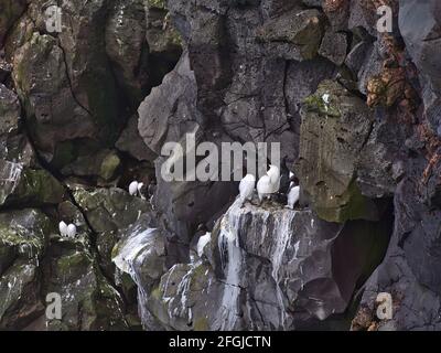 Blick auf dickschnabelige Murre-Vögel (auch Brünnichs Guillemot, uria lomvia), die auf vulkanischen Felsklippen an der steilen Küste von Svörtuloft, Island, sitzen. Stockfoto