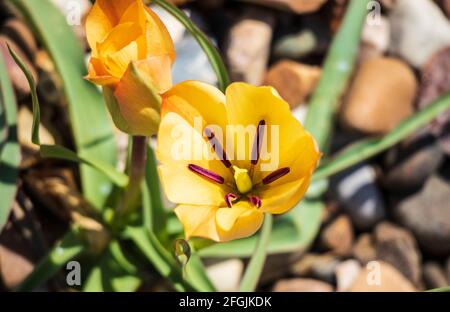 Single Spring Bulb in Blume auf einem hellen und sonnigen Apriltag - Tulipa Batalinii Bronze Charm Stockfoto