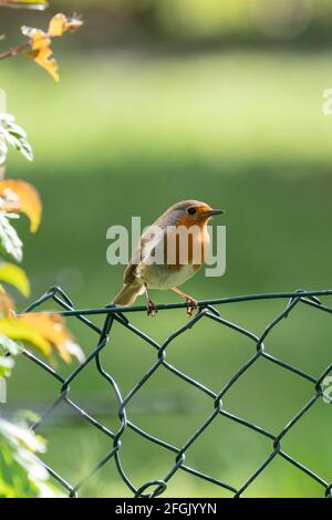 Europäischer Rotkehlchen auf einem Zaun im Garten. Stockfoto