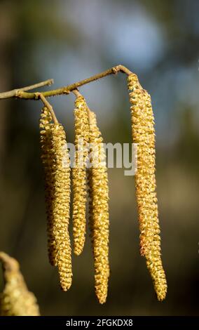 Gewöhnliche Haselblüte (Corylus avellana) Stockfoto