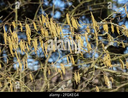 Gewöhnliche Haselblüte (Corylus avellana) Stockfoto