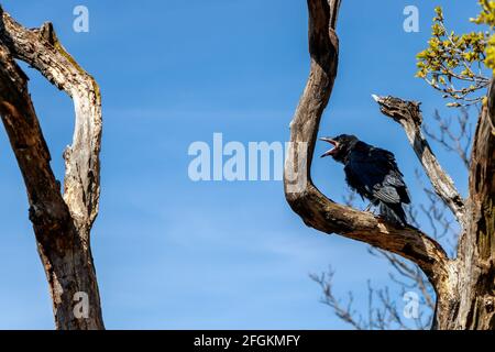 Corvus corax gemeiner Rabe sitzt auf einem trockenen Baum quakend Stockfoto