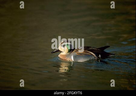 Baikal Teal Anas formosa Arundel Sussex, Großbritannien BI006813 Stockfoto