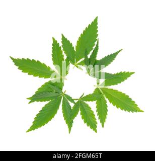 Cannabisblätter isoliert auf weißem Hintergrund. Hanfblatt aus nächster Nähe. Marihuana grünes Blatt. Stockfoto