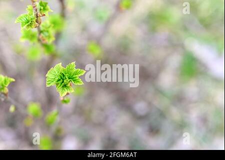 Johannisbeerknospen an den Ästen öffnen sich und Blätter wachsen im Frühjahr im Garten. Selektiver Fokus Stockfoto