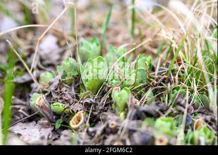 Die Blütenpflanze Sedum tephium wächst und sprießt im frühen Frühjahr im Garten im Boden. Selektiver Fokus Stockfoto