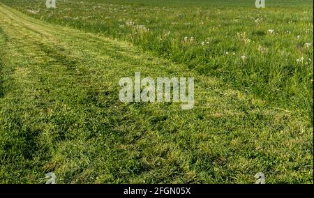 Mähen von grünem Gras Feld mit Dandelion im Frühjahr Stockfoto