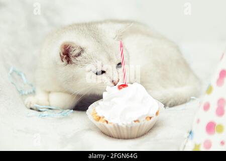 Weißes britisches Kätzchen isst einen festlichen Cupcake. Feiertags- und Geburtstagskonzept. Stockfoto