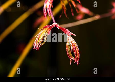 Nahaufnahme eines sich öffnenden Blattes auf einem Acer-Palmatum „Bloodgood“-Baum in einem nordLondoner Frühlingsgarten, London, Großbritannien Stockfoto