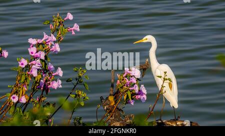 Rinderreiher wartet elegant am Wasserrand in der Nähe einer wunderschönen blühenden Pflanze. Stockfoto