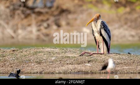 Müder gemalter Storch mit gefalteten Beinen, der auf dem Boden saß und sich ausruhen konnte, während er die Wärme der Sonne bekam Stockfoto