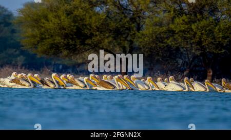 Große weiße Pelikane schwimmen zusammen und fischen im offenen Wasser am Thol See, in Gujarat Stockfoto