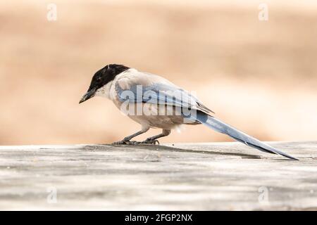 Iberische Elster oder azurblaue Elster, Cyanaopica cochi, alleinstehender Erwachsener auf einem Tisch, Coto Donana, Sevilla, Spanien Stockfoto