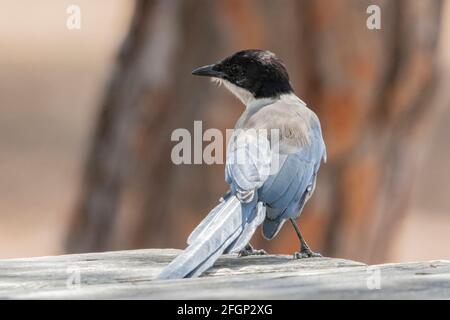 Iberische Elster oder azurblaue Elster, Cyanaopica cochi, alleinstehender Erwachsener auf einem Tisch, Coto Donana, Sevilla, Spanien Stockfoto