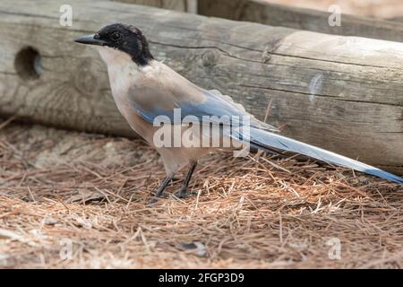 Iberische Elster oder azurblaue Elster, Cyanaopica cochi, alleinstehender Erwachsener auf dem Boden, Coto Donana, Sevilla, Spanien Stockfoto