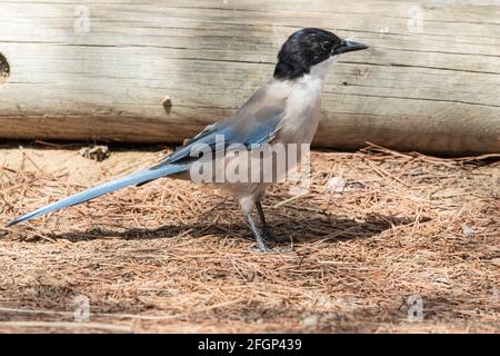 Iberische Elster oder azurblaue Elster, Cyanaopica cochi, alleinstehender Erwachsener auf dem Boden, Coto Donana, Sevilla, Spanien Stockfoto