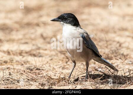 Iberische Elster oder azurblaue Elster, Cyanaopica cochi, alleinstehender Erwachsener auf dem Boden, Coto Donana, Sevilla, Spanien Stockfoto