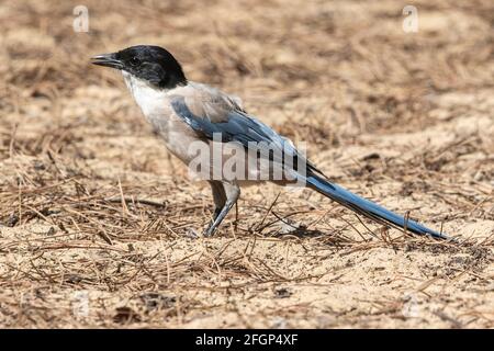 Iberische Elster oder azurblaue Elster, Cyanaopica cochi, alleinstehender Erwachsener auf dem Boden, Coto Donana, Sevilla, Spanien Stockfoto