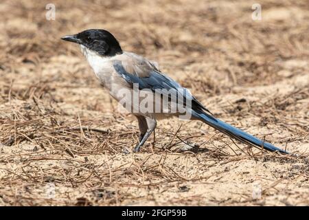 Iberische Elster oder azurblaue Elster, Cyanaopica cochi, alleinstehender Erwachsener auf dem Boden, Coto Donana, Sevilla, Spanien Stockfoto