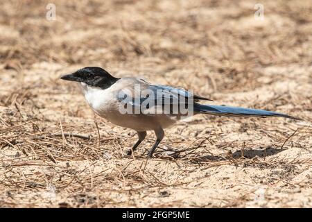 Iberische Elster oder azurblaue Elster, Cyanaopica cochi, alleinstehender Erwachsener auf dem Boden, Coto Donana, Sevilla, Spanien Stockfoto