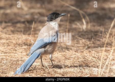 Iberische Elster oder azurblaue Elster, Cyanaopica cochi, alleinstehender Erwachsener auf dem Boden, Coto Donana, Sevilla, Spanien Stockfoto