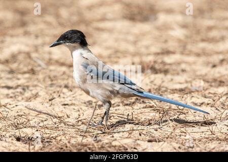 Iberische Elster oder azurblaue Elster, Cyanaopica cochi, alleinstehender Erwachsener auf dem Boden, Coto Donana, Sevilla, Spanien Stockfoto