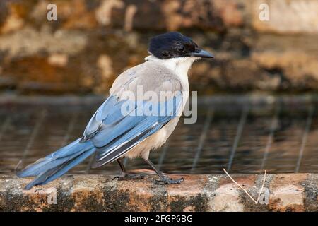 Iberische Elster oder azurblaue Elster, Cyanaopica cochi, alleinstehender Erwachsener auf dem Boden, Coto Donana, Sevilla, Spanien Stockfoto