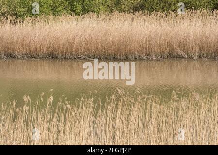 Fuchshandschuh-Rückbetten auf dem Leg O Mutton Reservoir, Barnes, London, SW13, Großbritannien Stockfoto