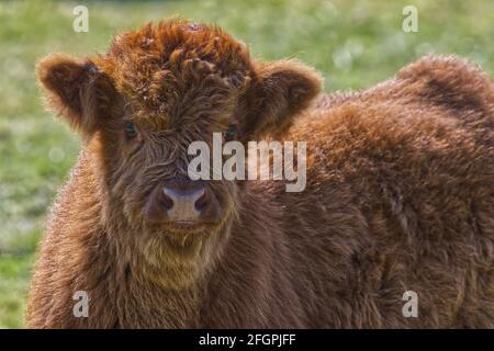 Hochlandrinder Stockfoto