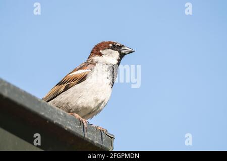 Haussperling, Passer domseticus, alleinwachsener Mann auf dem Gebäude, Neuseeland Stockfoto