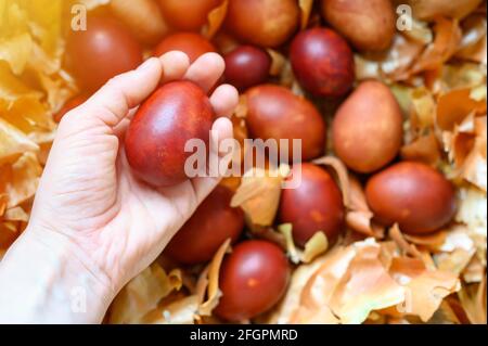 Die Hand der Frau hält oster-Ei bemalte Zwiebelschalen. Färben Sie die Eier nach der alten umweltfreundlichen Methode mit geschälten Zwiebeln Stockfoto