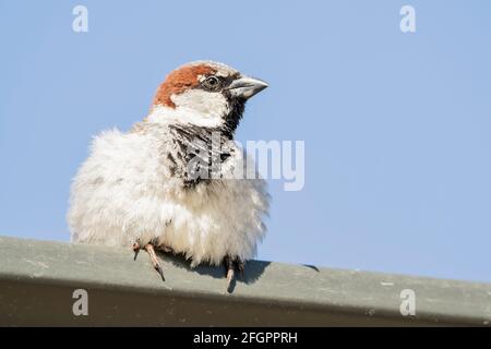 Haussperling, Passer domseticus, alleinwachsener Mann auf dem Gebäude, Neuseeland Stockfoto